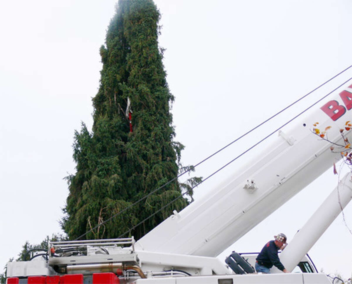 More Images Of Preparing The Shelton Tree For Removal