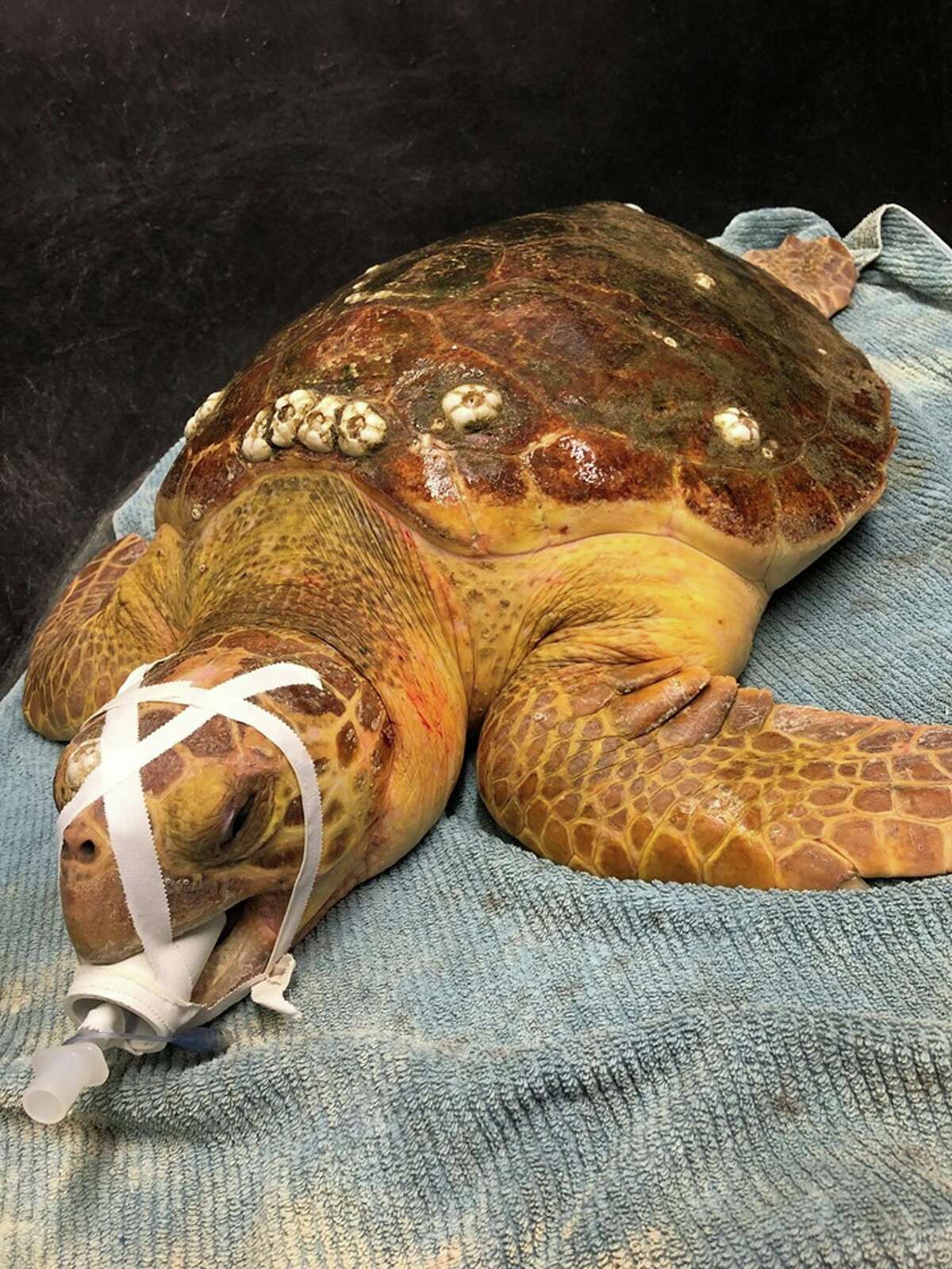 Rescued Sea Turtles In Corpus Christi Released Back To Sea After Recovery