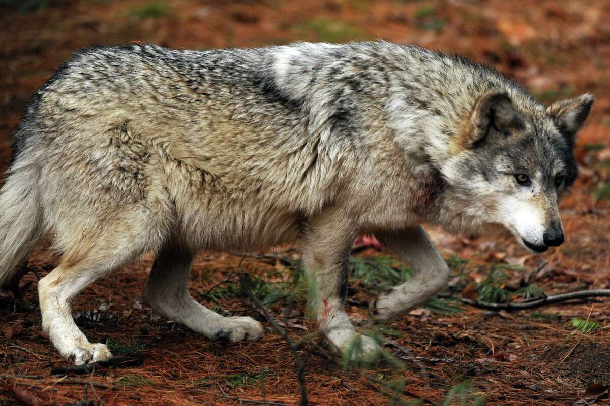 Австралийский волк фото