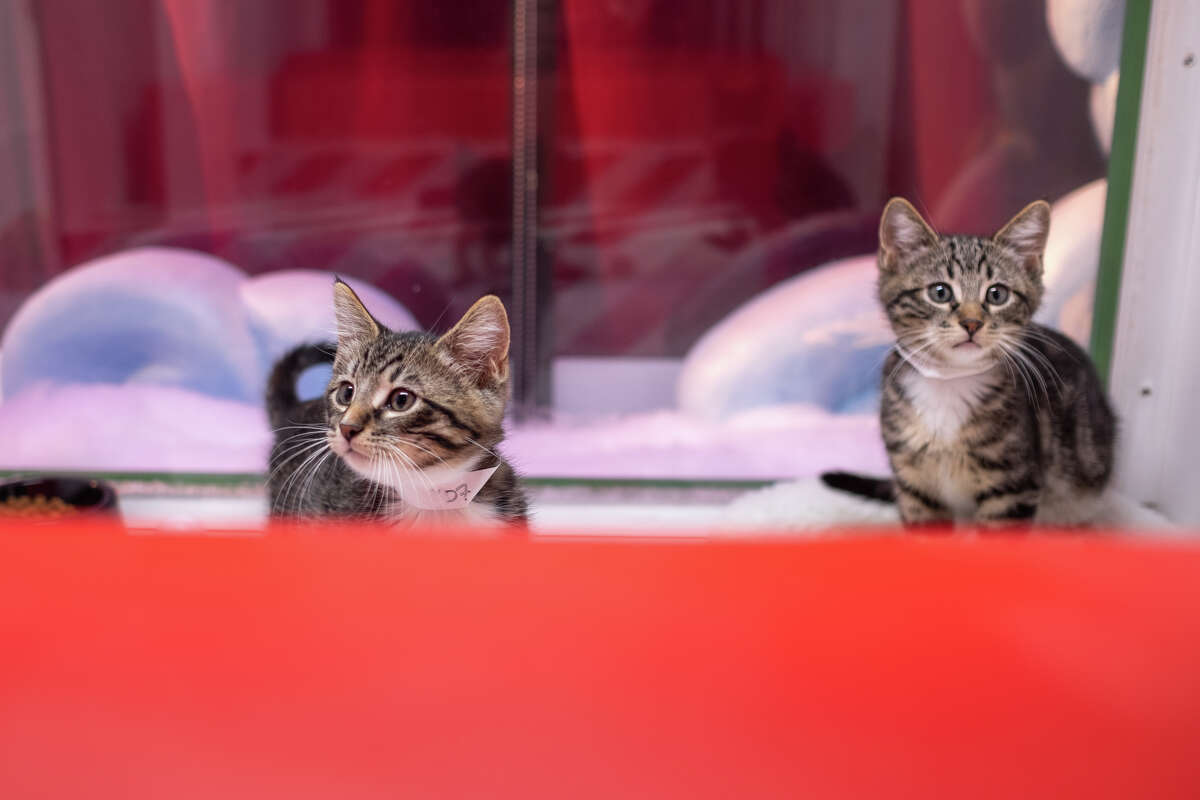 SF SPCA Won T Bring Adoptable Puppies To Macys Holiday Windows This Year