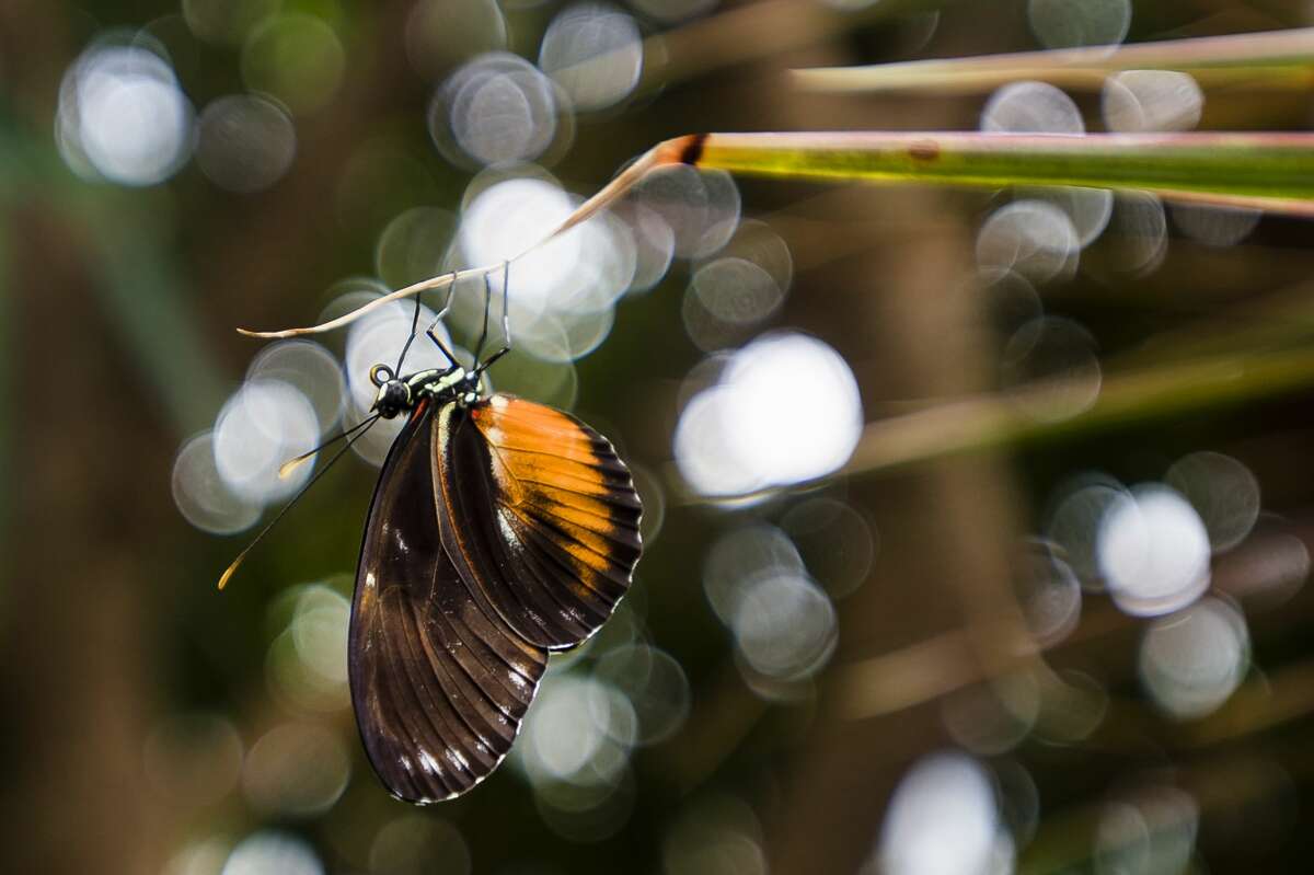 Butterflies In Bloom Returns To Dow Gardens March