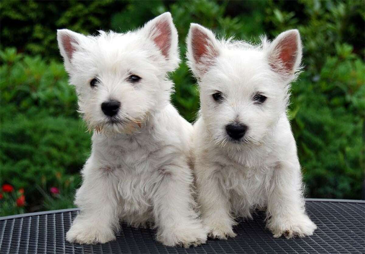 Собаки Маленькие Белые Фото