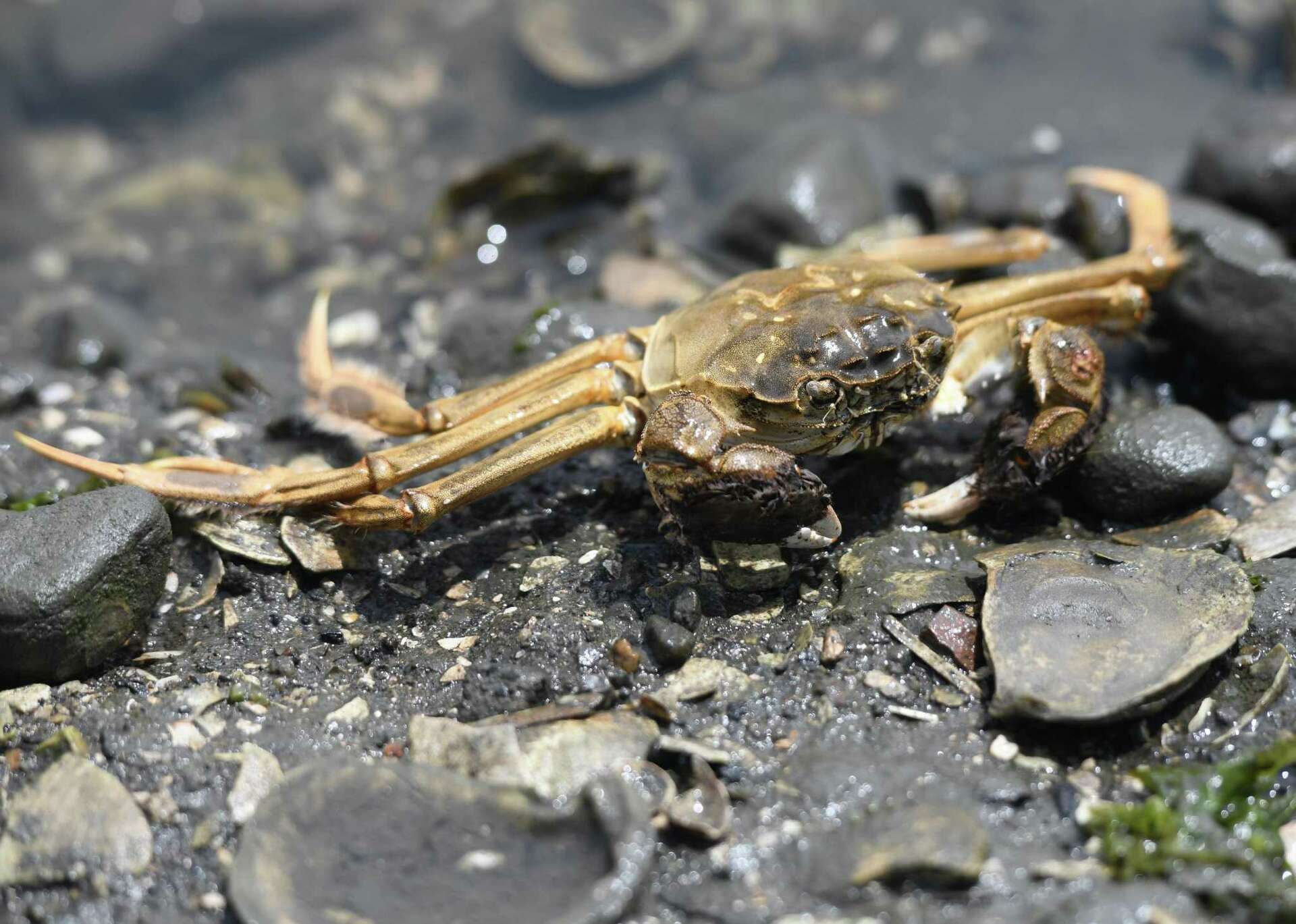 Invasive Crabs Threaten Connecticuts Shores