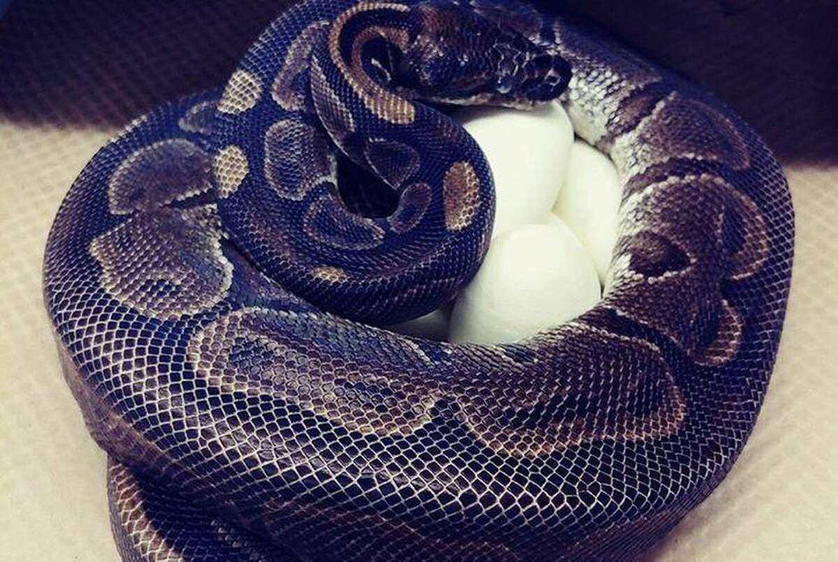 Female snake