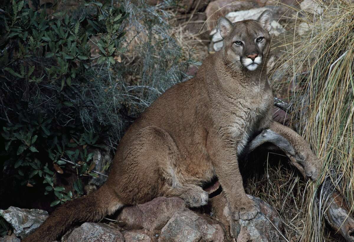 Outdoor cougar