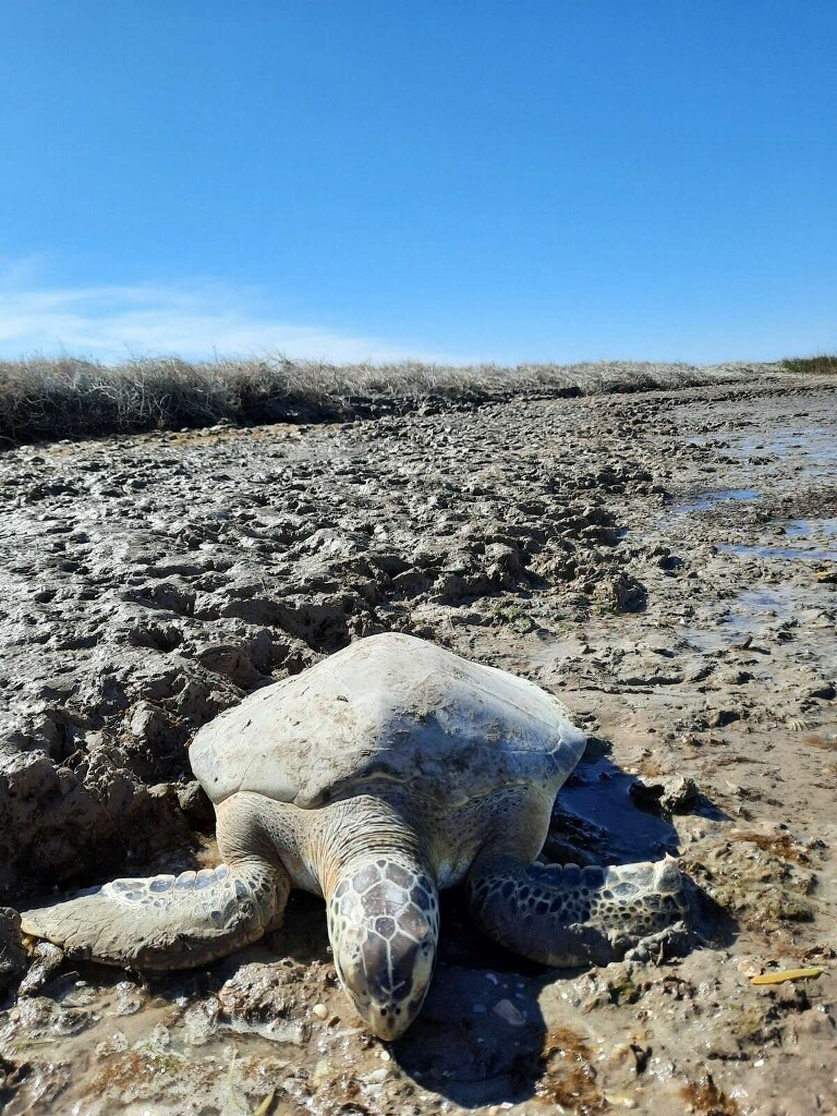 Cold Stunned Sea Turtles Are Turning Up Tpwd Officials Rescued Several