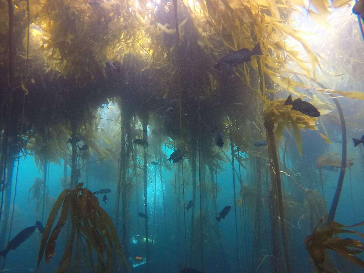 New Satellite Images Show Northern Californias Kelp Forest Almost Gone