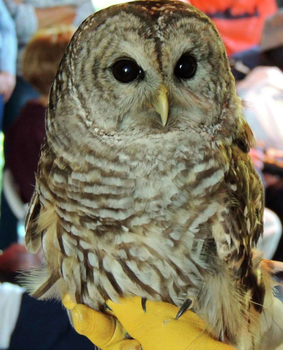 Hawk And Owl Show Set For July At Mclean Nature Preserve