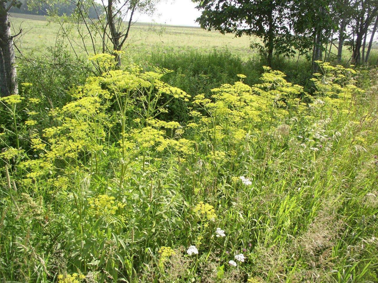 Watch Out For Wild Parsnip