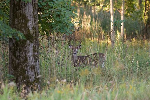 White Tailed Deer Hunting Season Opens Saturday In South Texas