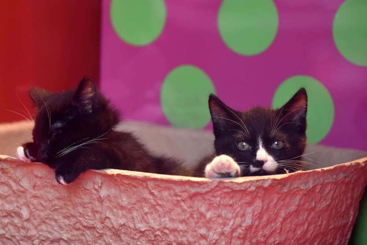 Adoptable Puppies Kittens Are Back In Sf S Union Square