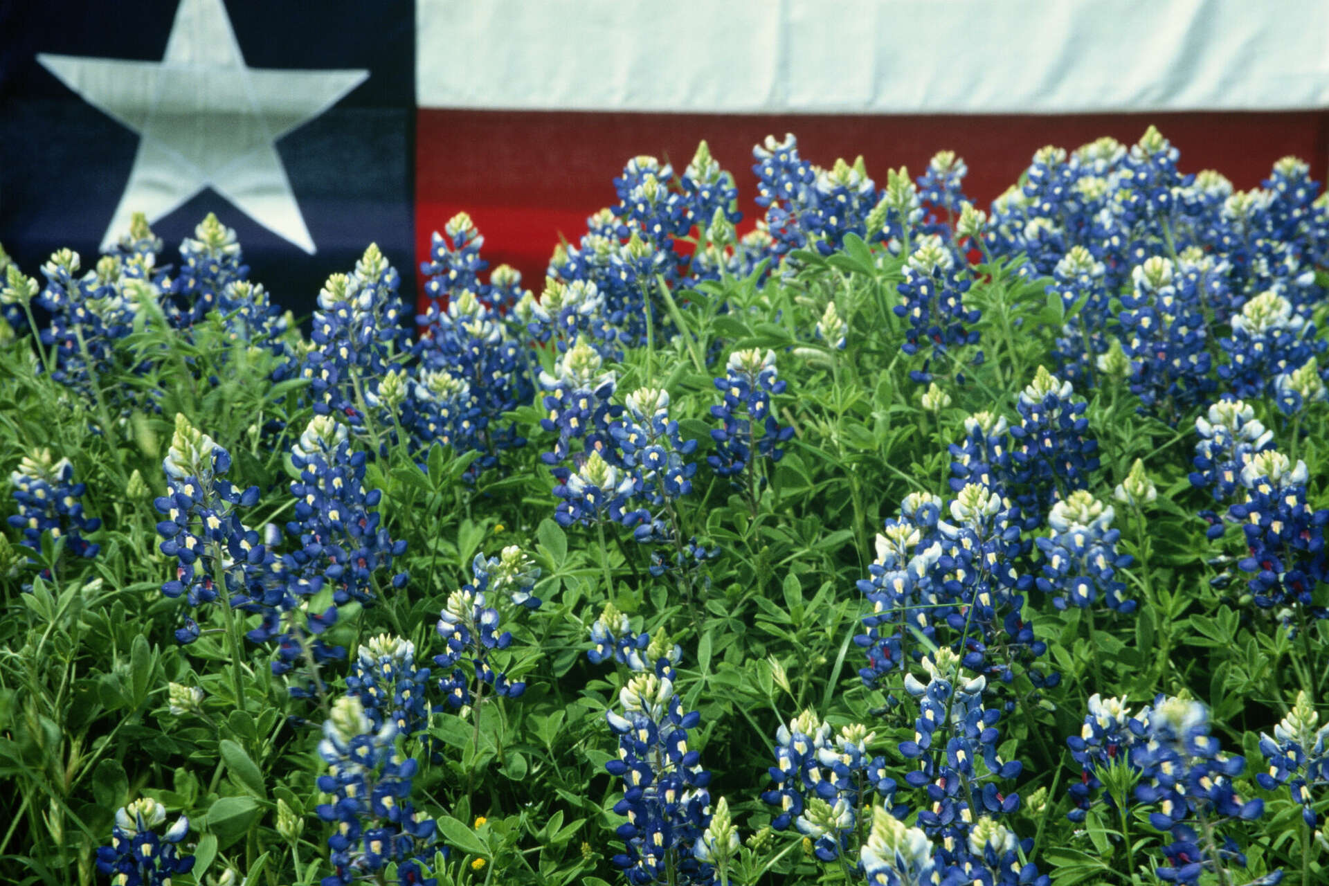 9 Great Places To See Bluebonnets In Texas