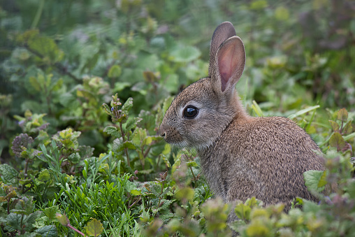 Rabbit Killing Disease Spotted For First Time In Hill Country