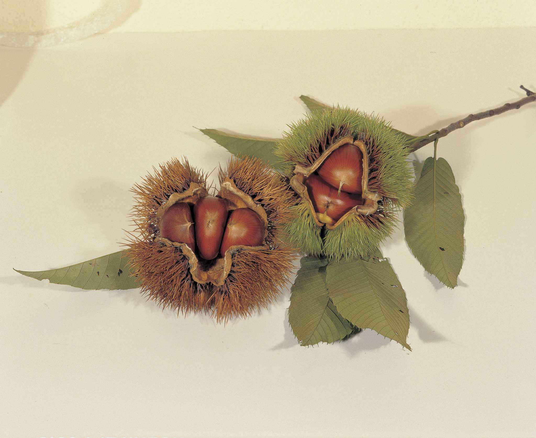 How To Harvest Chestnuts