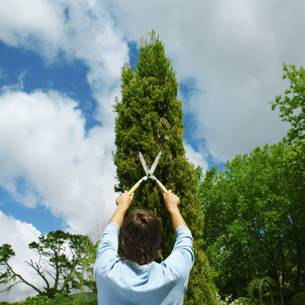 How To Remove Arborvitae