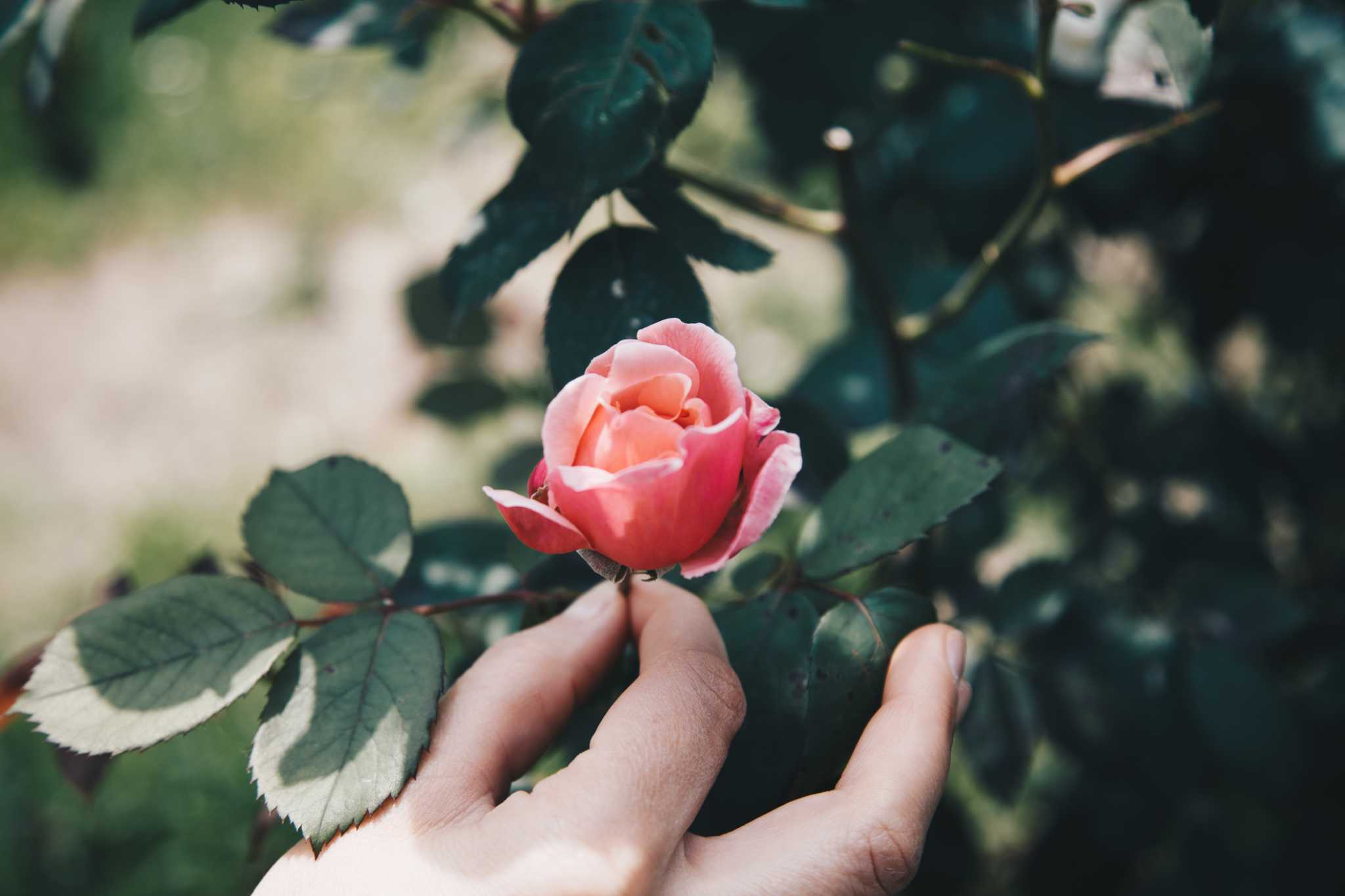 How To Propagate Roses Using Potatoes