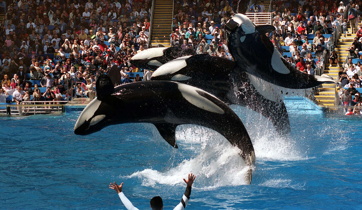 SeaWorld San Antonio S Grand Opening Was 35 Years Ago