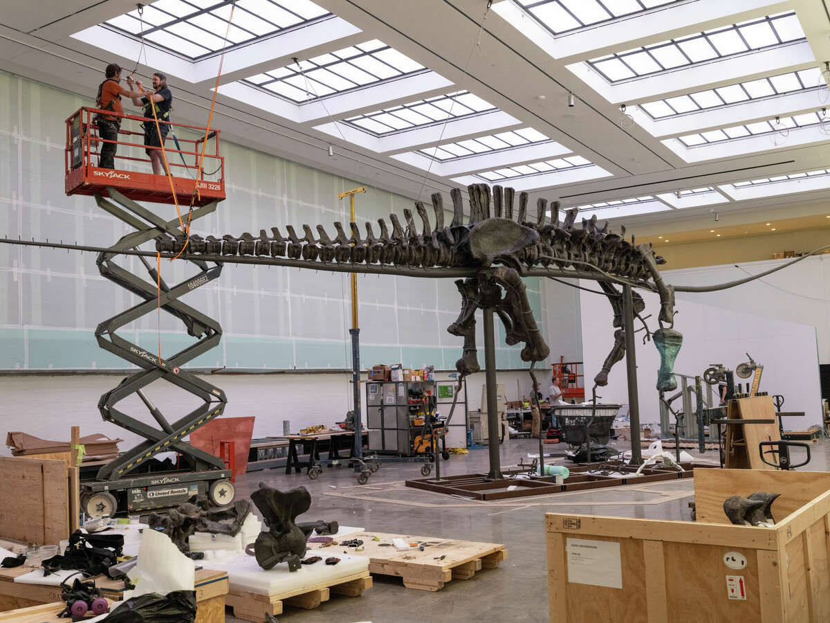 Yale Peabody S Brontosaurus Is Returning More Lifelike Than Ever