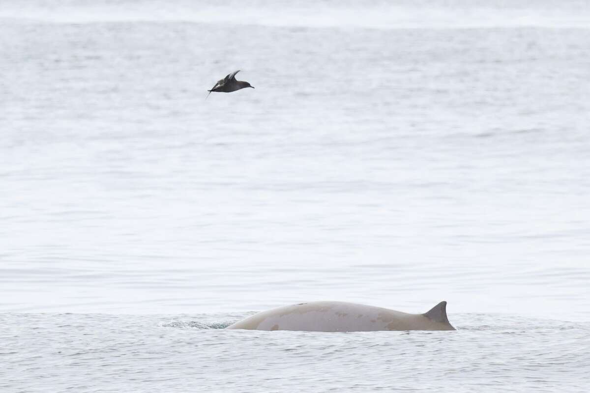 Incredibly Rare Whales Spotted Off The Coast Of Monterey Bay