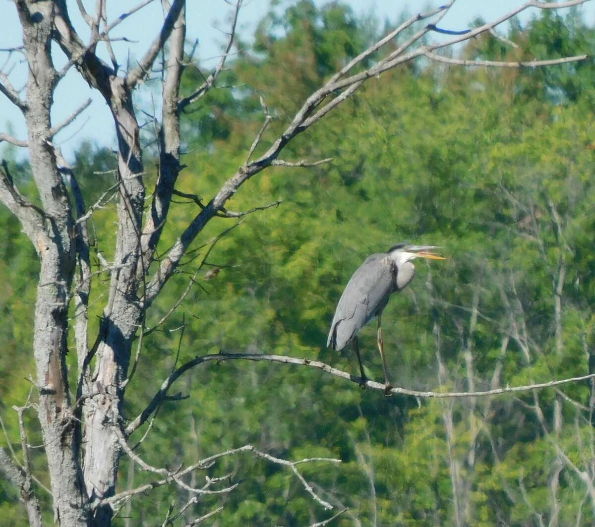 Reasons Still Unclear For Decline In Population Of Great Blue Heron