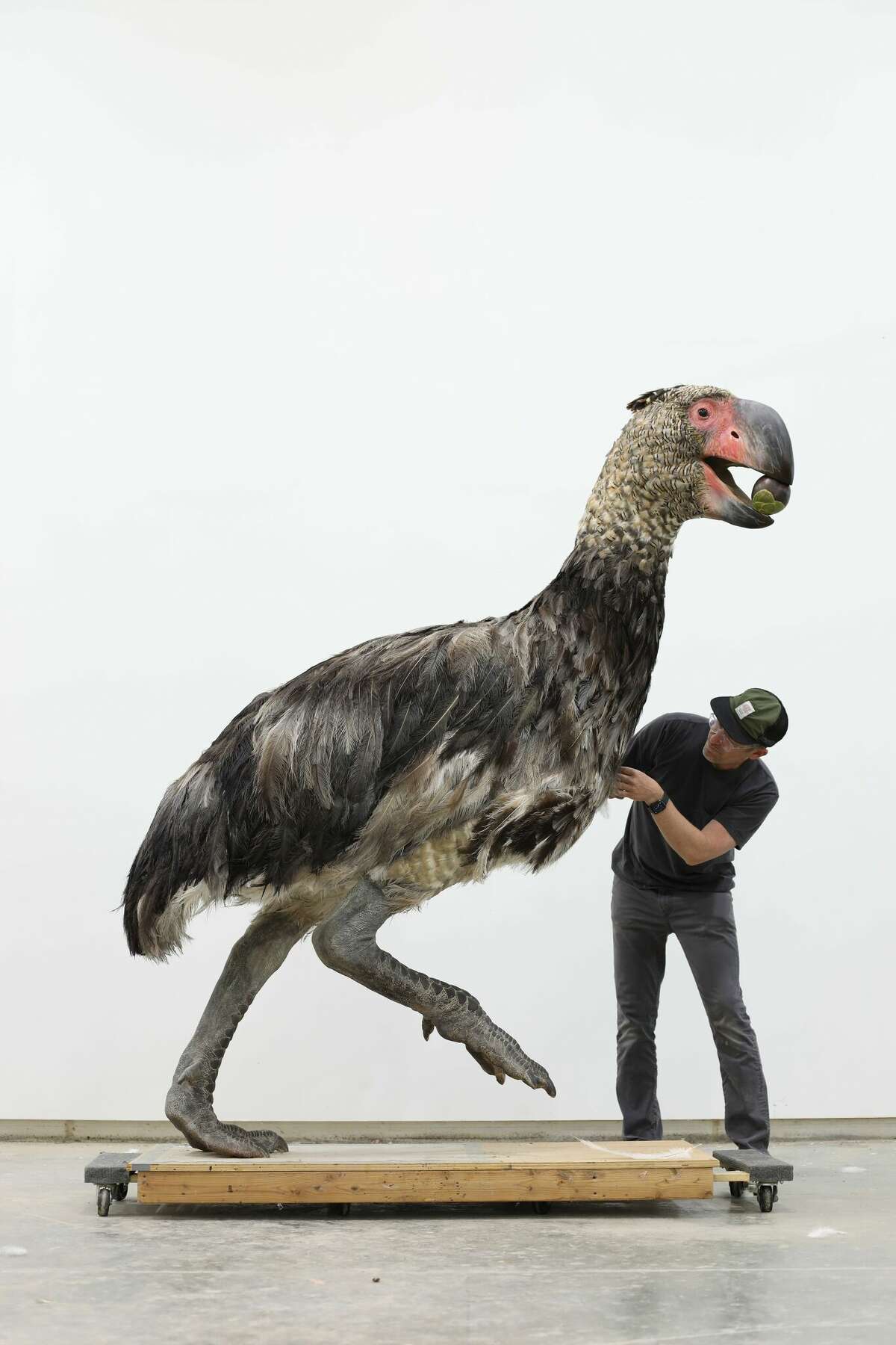 Extinct Big Bird To Greet Visitors When Yale Peabody Museum Reopens