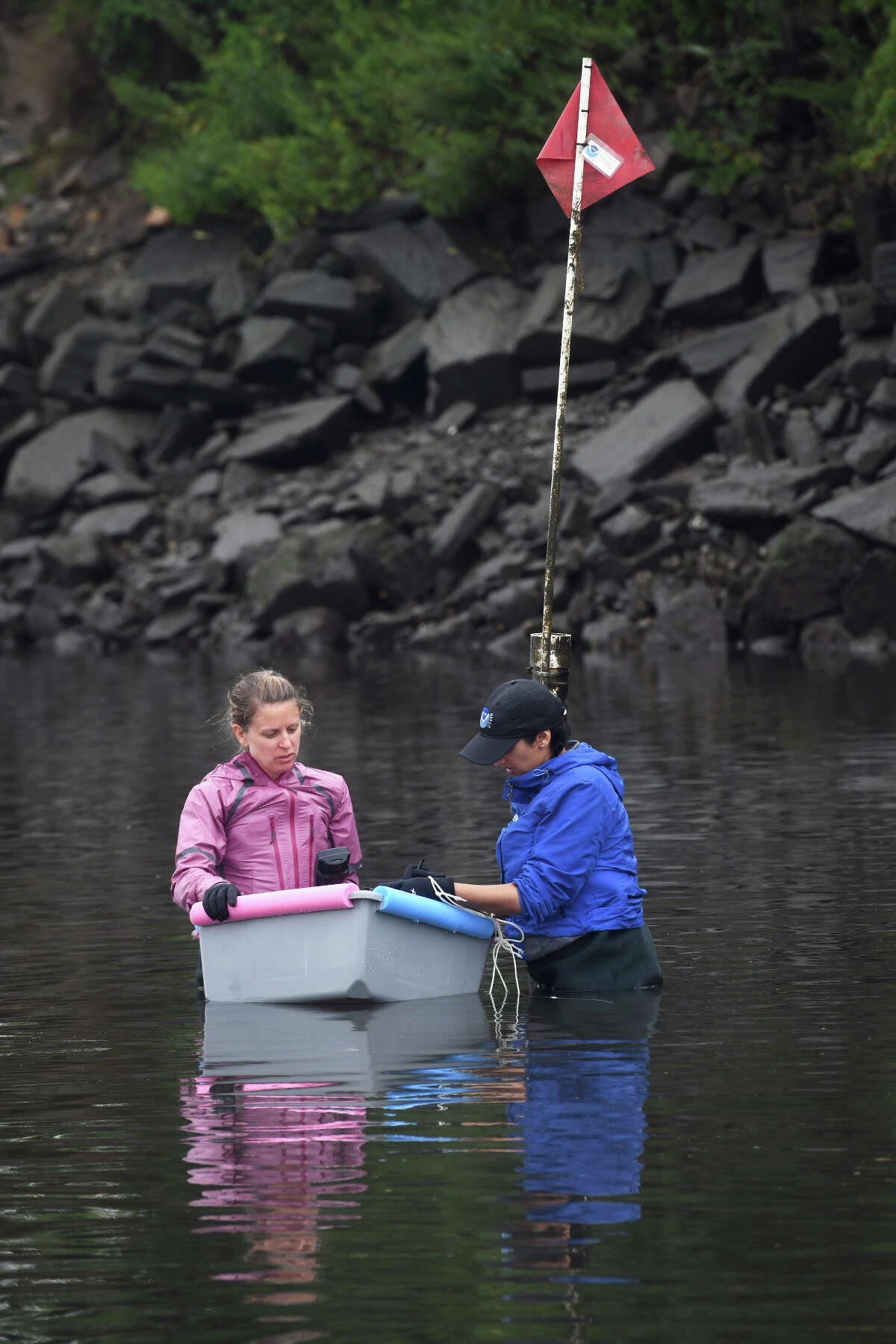 Ash Creek S Oysters Offer Insight Into Long Island Sound S Health