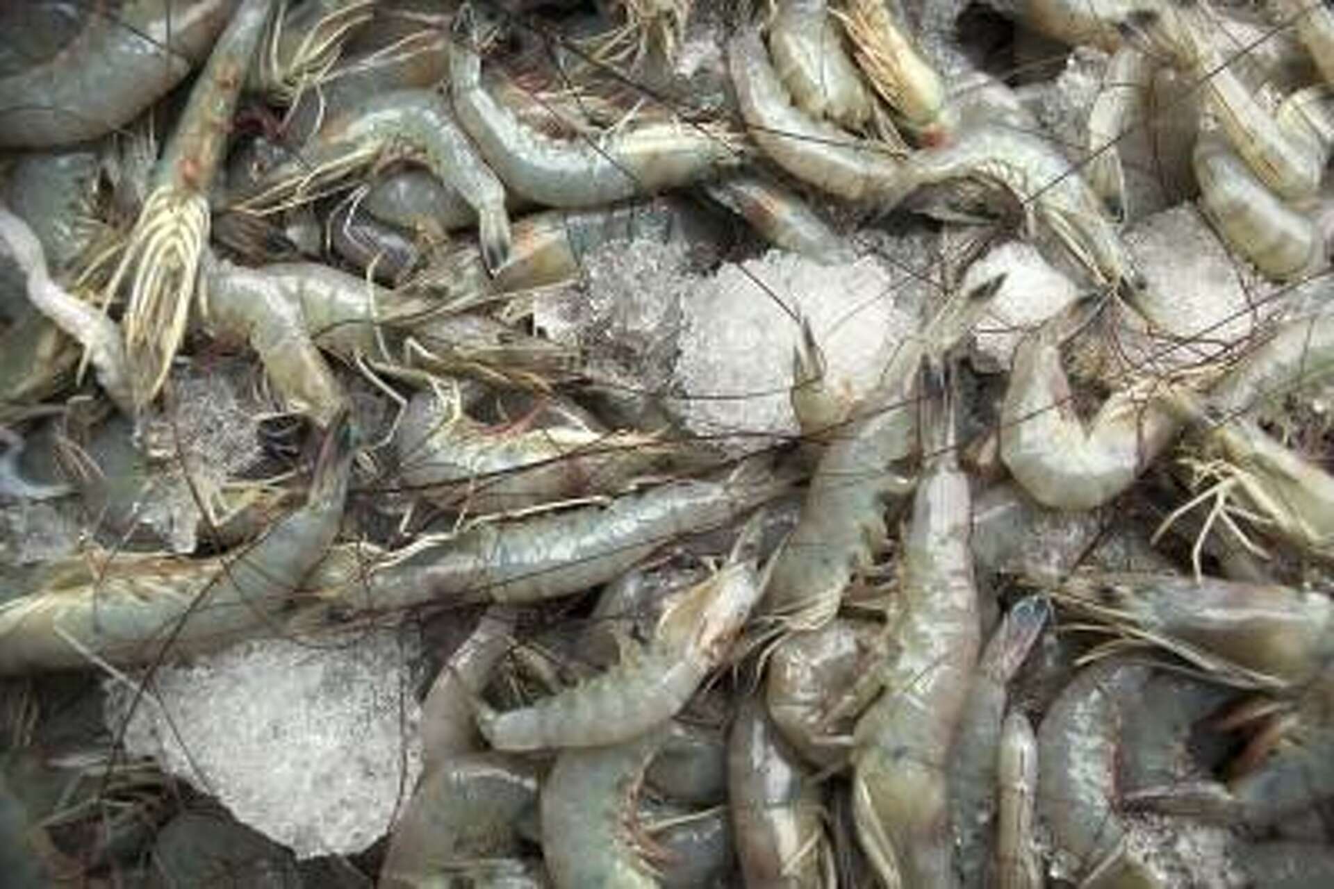 How To Start A Freshwater Shrimp Business