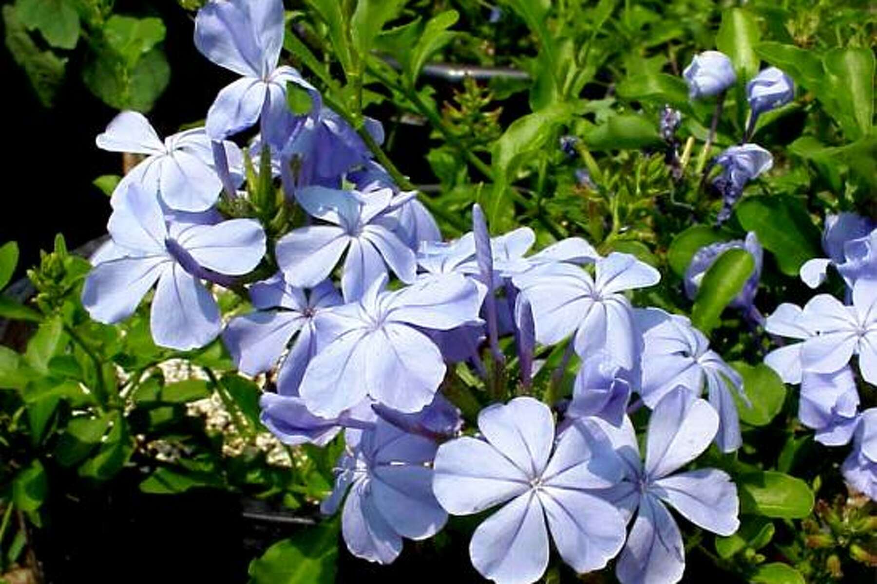 Before And After Hard Pruning Plumbago