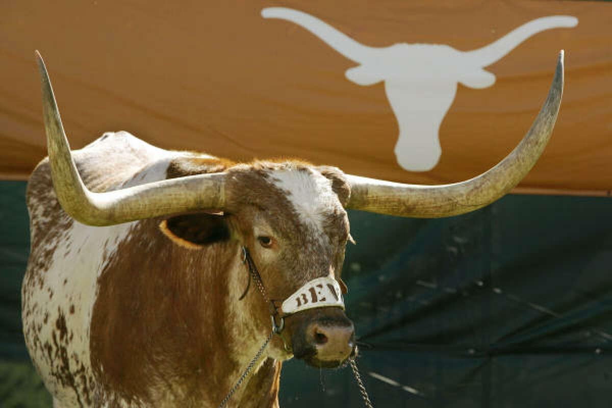 Texas longhorn pornstar