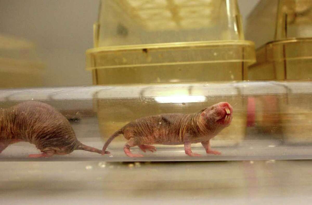 Naked Mole Rat Exposed Genetically