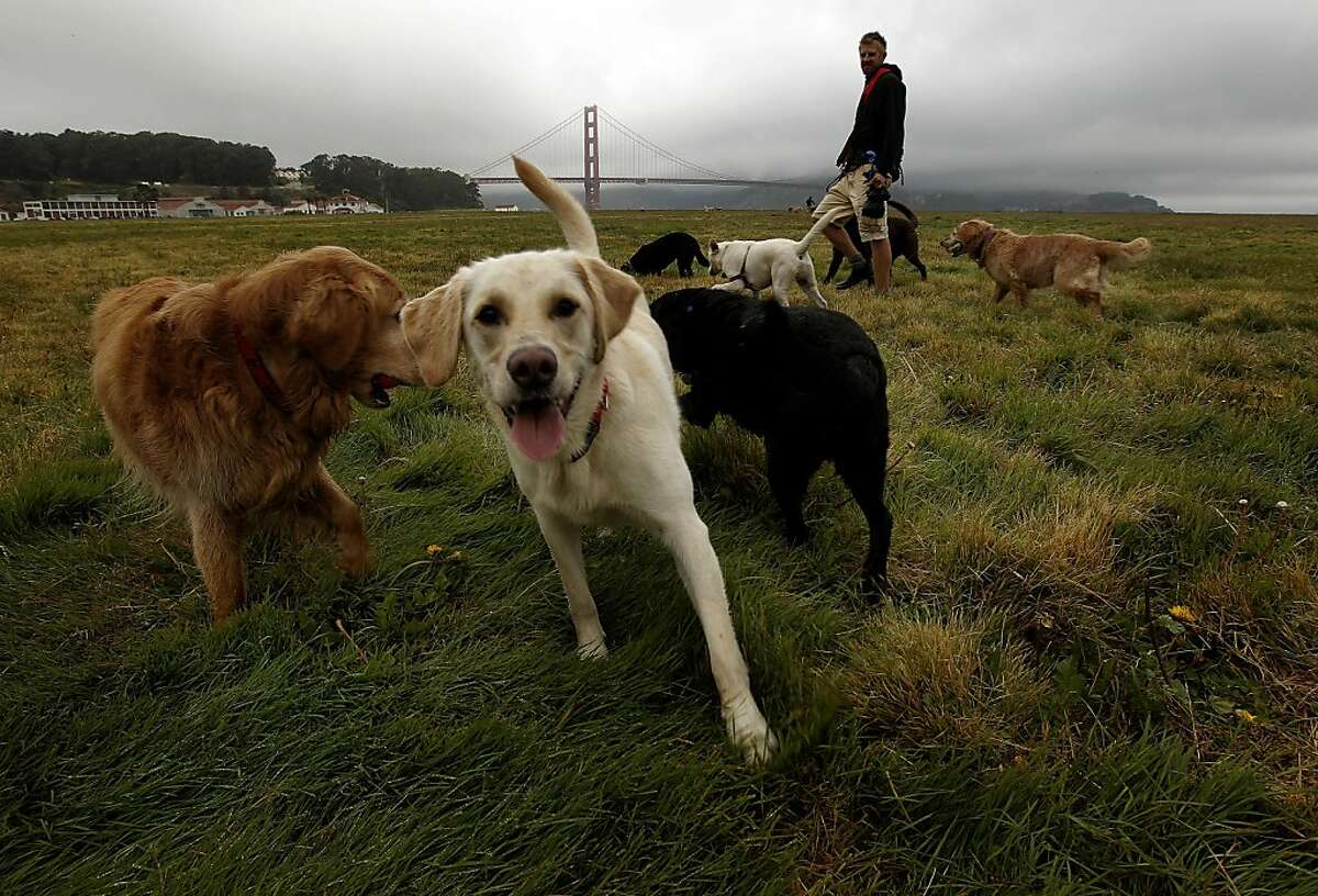 Crissy Field Magical Years After Restoration