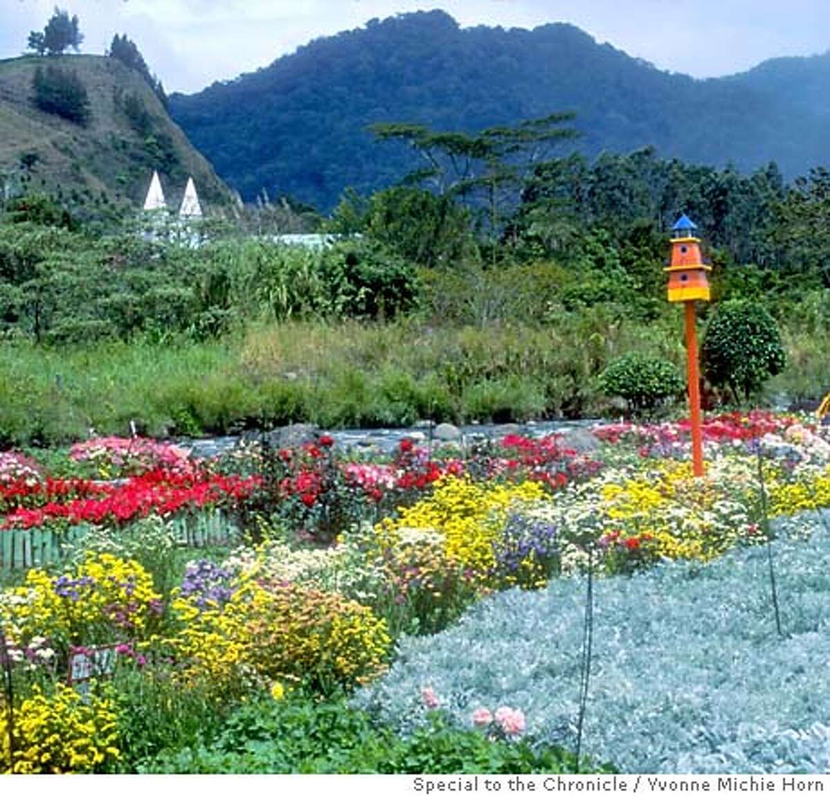 Bouquets For Boquete A Town In The Mountains Of Panama Is A Flower