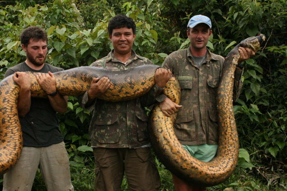 giant anaconda photo: barcroft media, barcroft media via getty