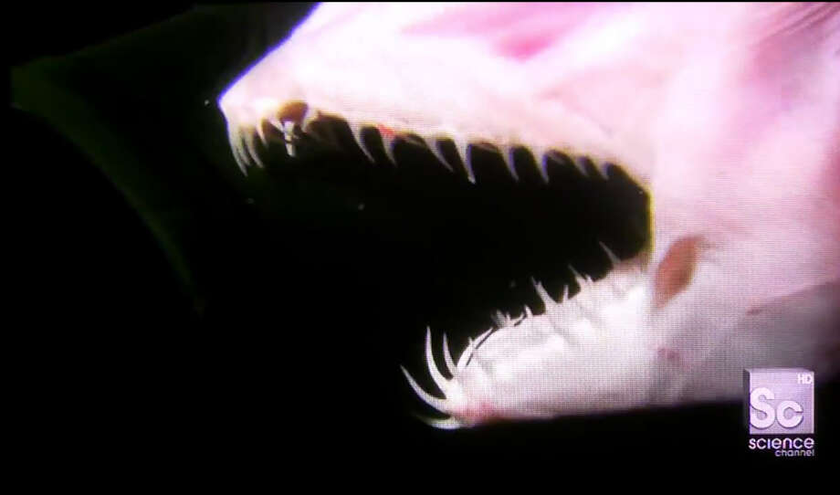 something else spotted in that goblin shark photo