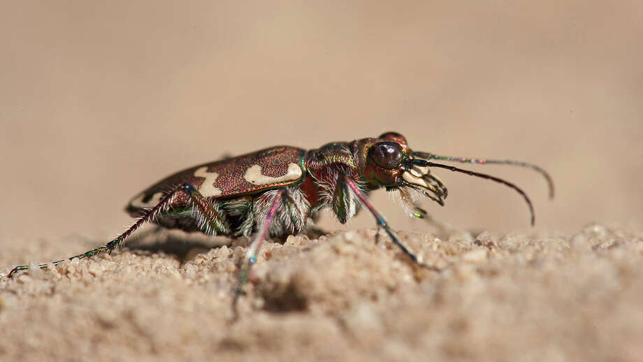 puritan tiger beetle (and northeastern tiger beetle)threatened