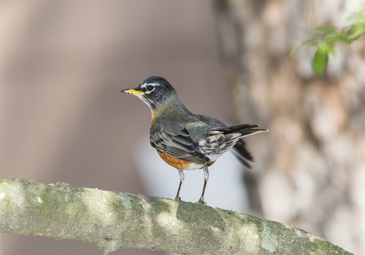 Listening To Birds Connects People To Nature