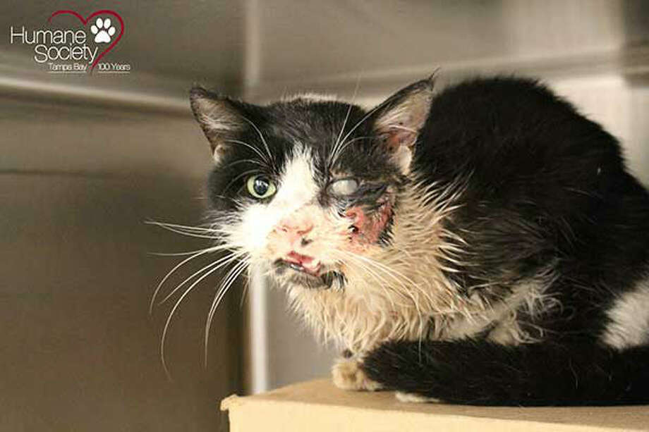 "miracle cat" who rose from the dead will return
