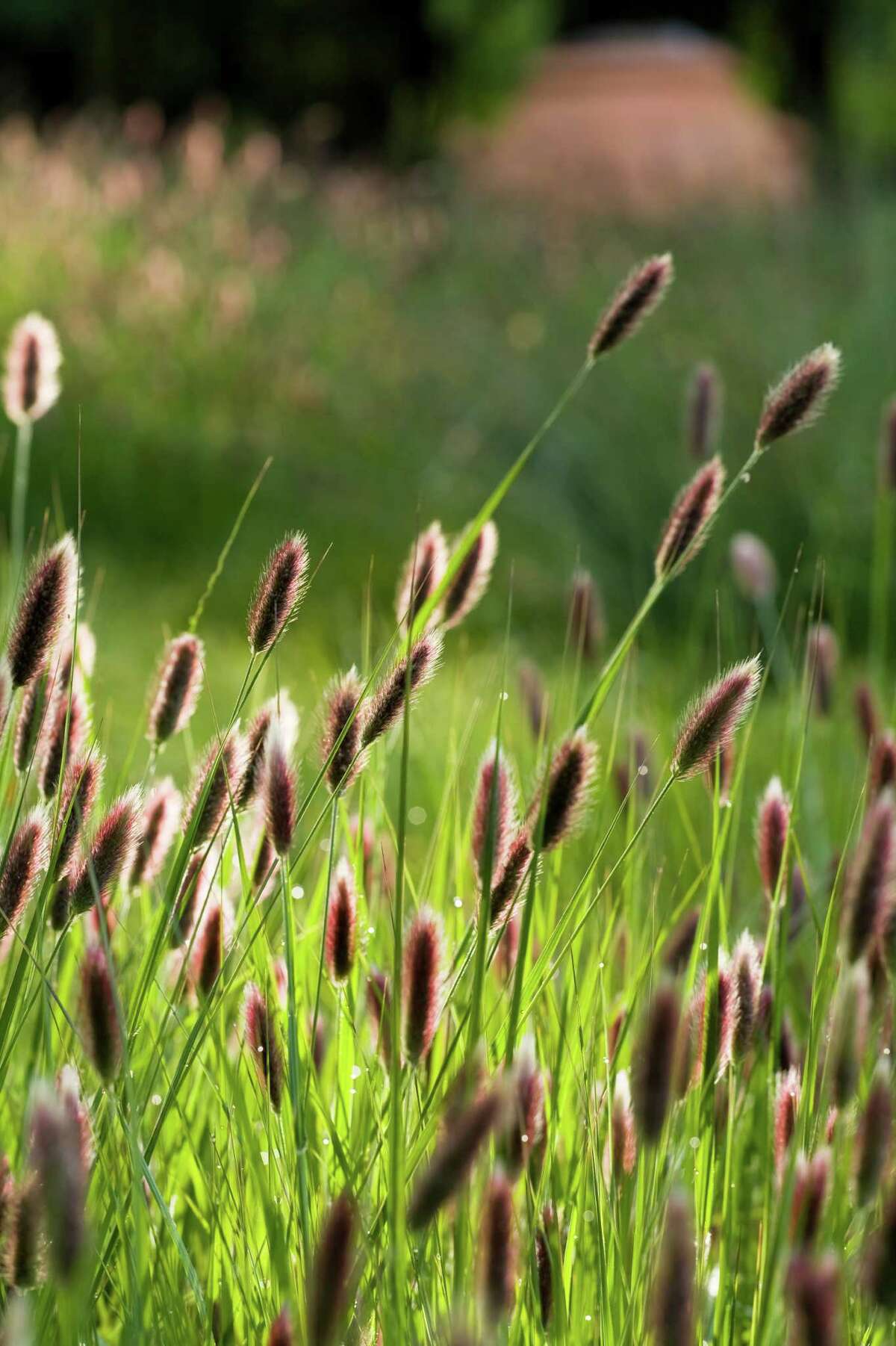 Ornamental Grasses Capture Attention With Easy Beauty Easy Care