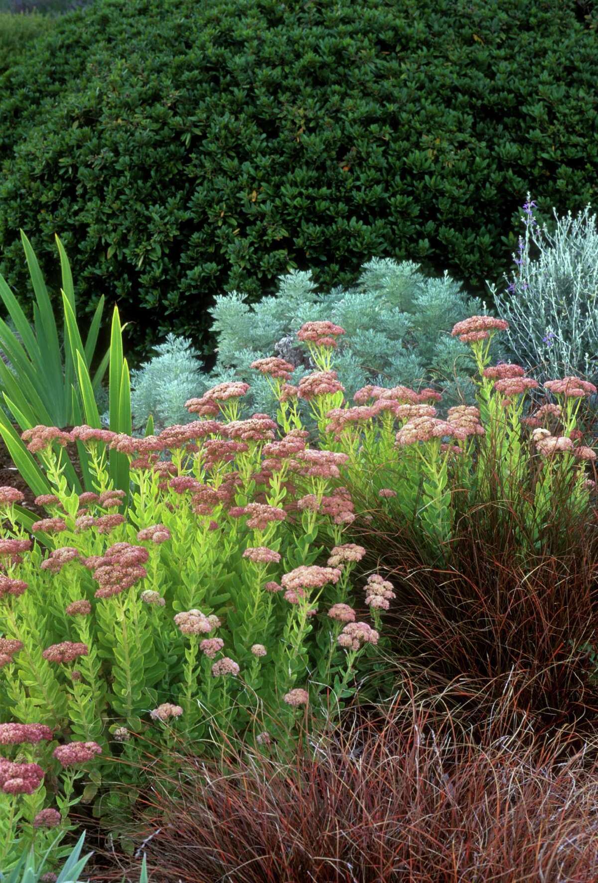 Ornamental Grasses Capture Attention With Easy Beauty Easy Care