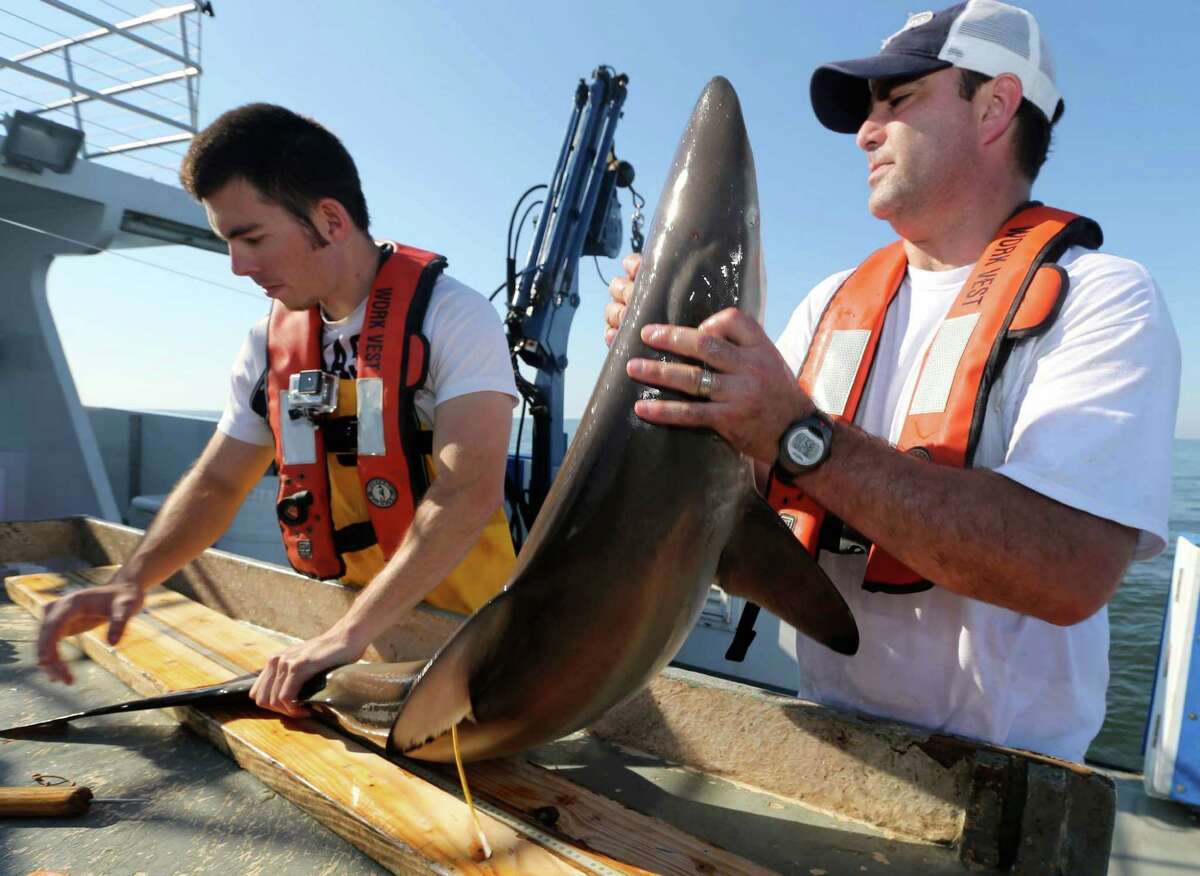 How Are Sharks In The Gulf Of Mexico Eating Critters From Your Backyard