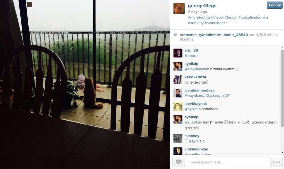 another furry critter is the cats pajamas and hes an austinite