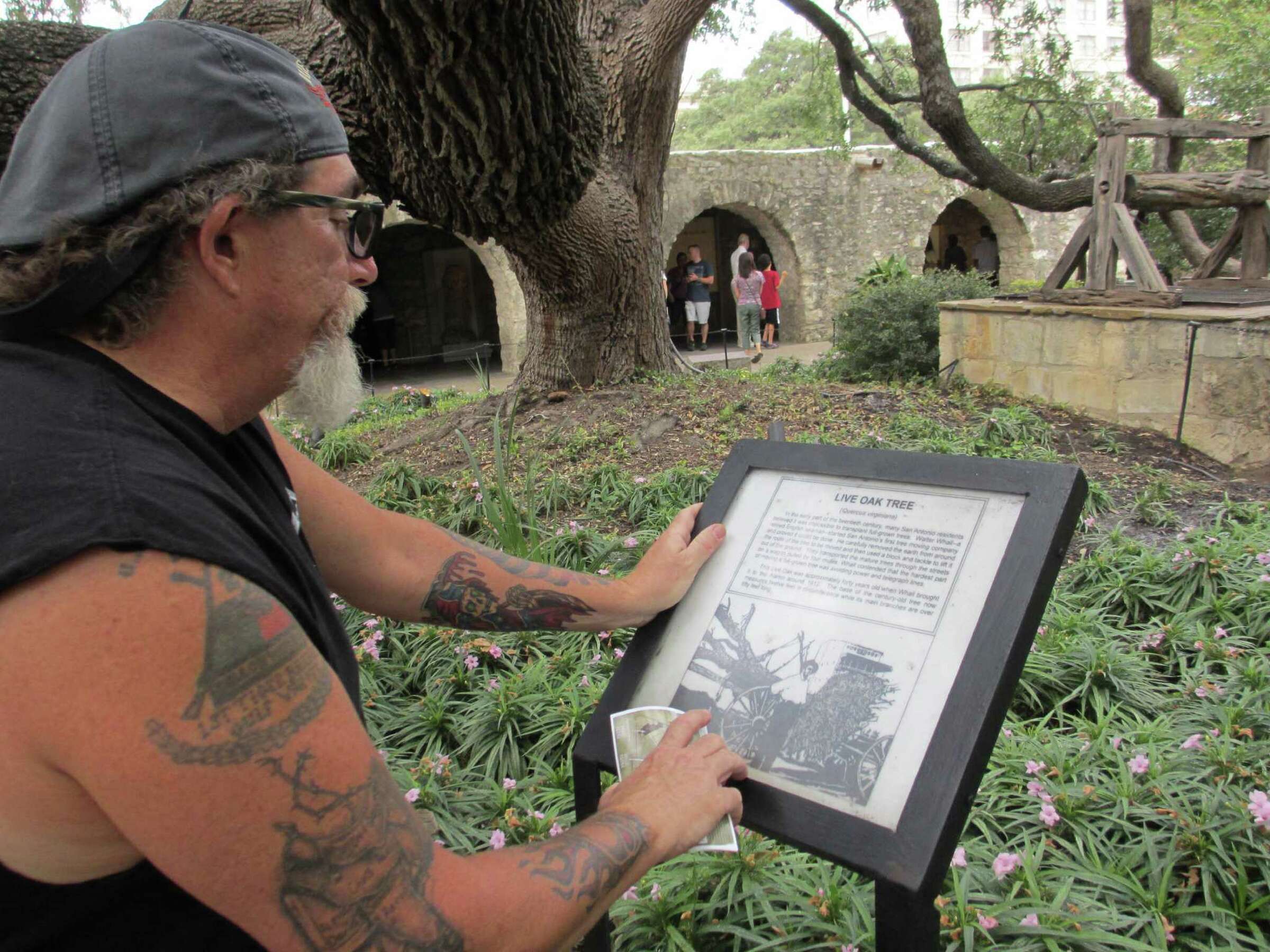 Giant Transplanted Live Oak Still Thrives On Alamo Grounds