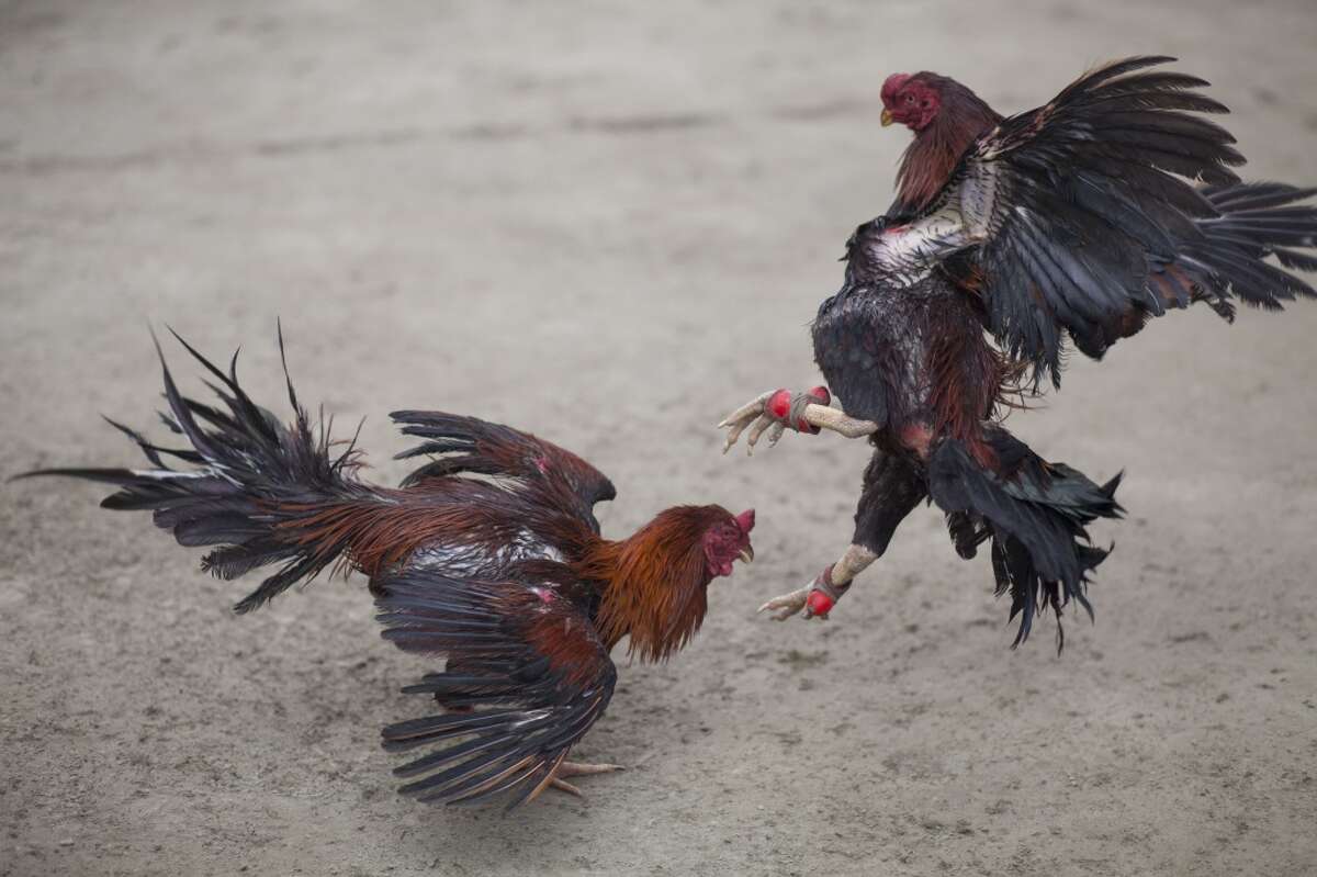 Fight cock