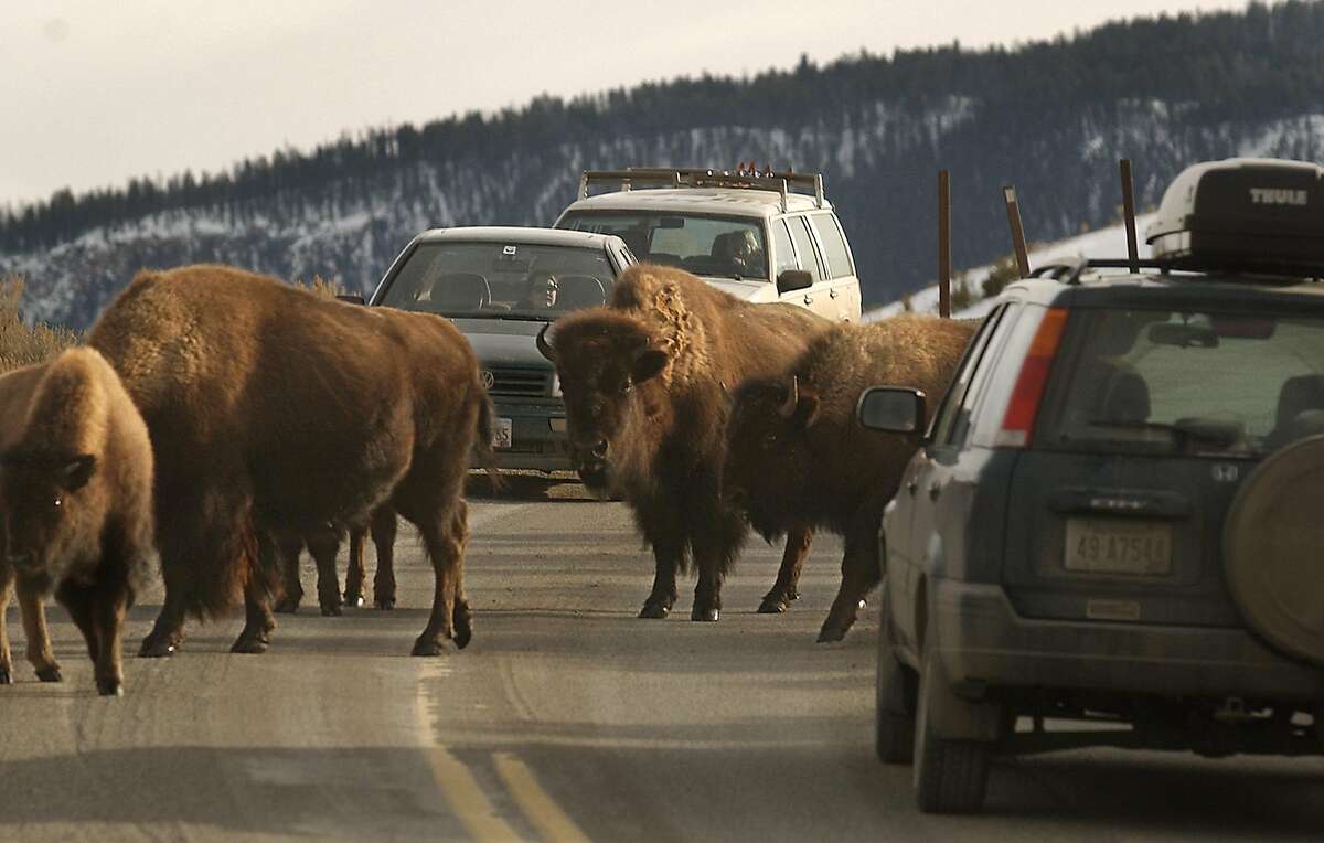 Baby Bison Euthanized After Yellowstone Tourists Put It In Their Car