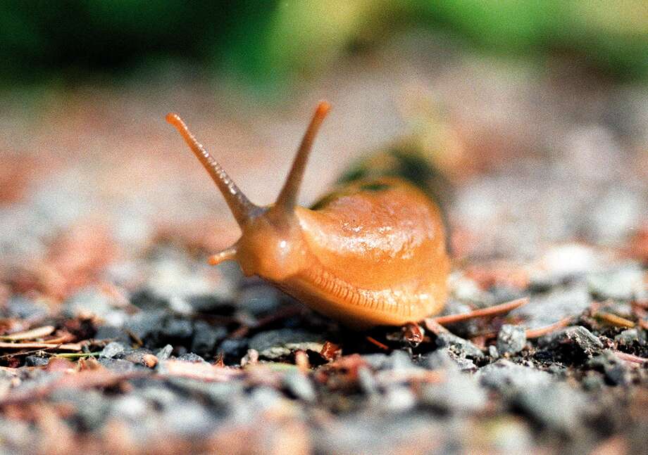 Rat lungworm parasite found in Florida Rat lungworm parasite found in Florida