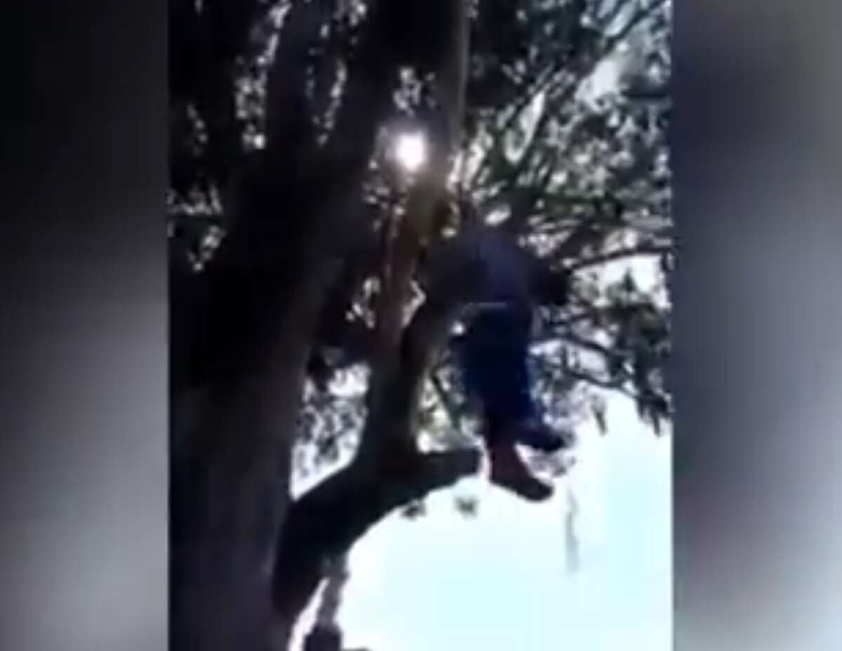 Man Hung By Wrists From A Tree After Allegedly Burglarizing Home In Mexico
