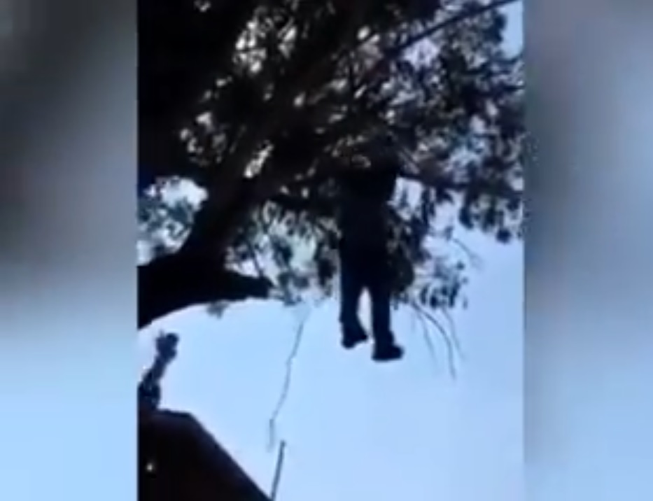 Man Hung By Wrists From A Tree After Allegedly Burglarizing Home In Mexico