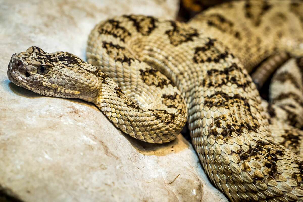 Terrifyingly Huge Rattlesnake Caught In Abilene