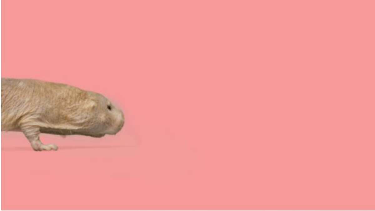 Odd Canadian Campaign Uses Naked Mole Rat To Combat Online Sexual