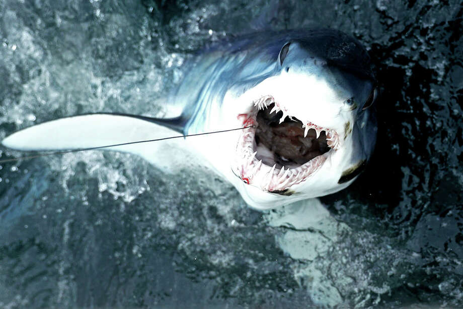 a shortfin mako shark emerges from the water after being caught